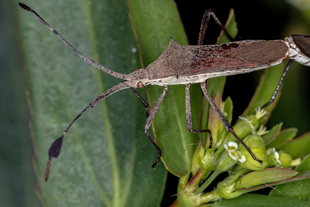 Premium Photo | Adult leaf-footed bugs of the genus chariesterus coupling