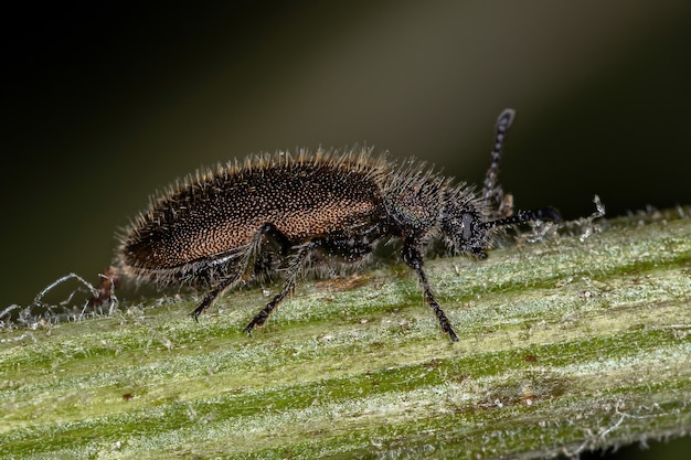 Premium Photo | Adult long-jointed beetle of the species lagria villosa