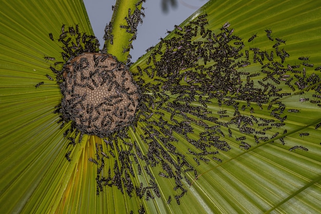 Premium Photo | Adult long-waisted honey wasps of the subgenus myrapetra