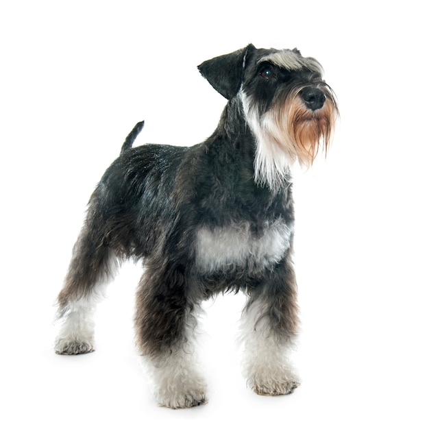 Premium Photo | Adult miniature schnauzer