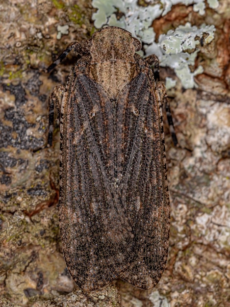 Premium Photo | Adult planthopper insect of the family fulgoridae