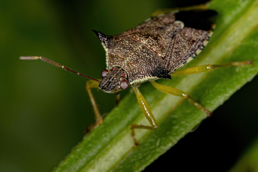 Premium Photo | Adult predatory stink bug of the species podisus ...