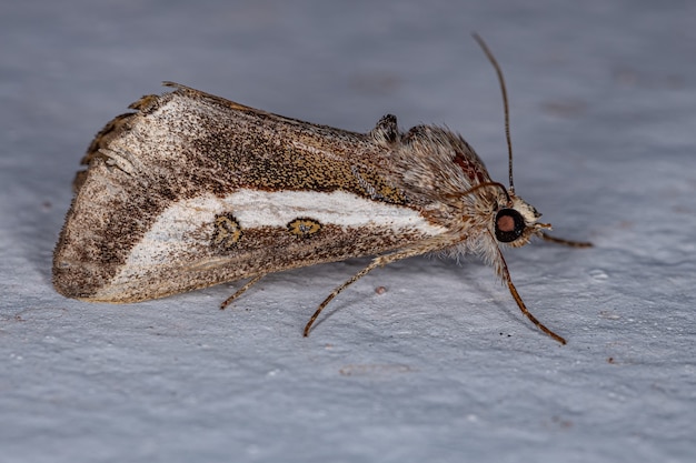 Premium Photo | Adult purslane moth of the species neotuerta platensis