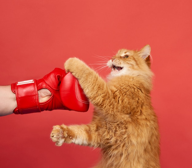 Premium Photo Adult Red Cat Fights With A Red Boxing Glove