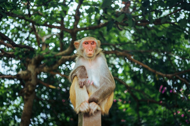 Premium Photo | Adult red face monkey rhesus macaque in tropical nature ...