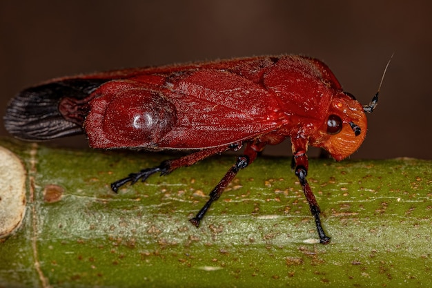 Premium Photo | Adult red froghopper insect of the family cercopidae