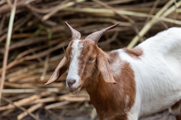 Premium Photo | Adult red and white goat with horns and for meat goat.