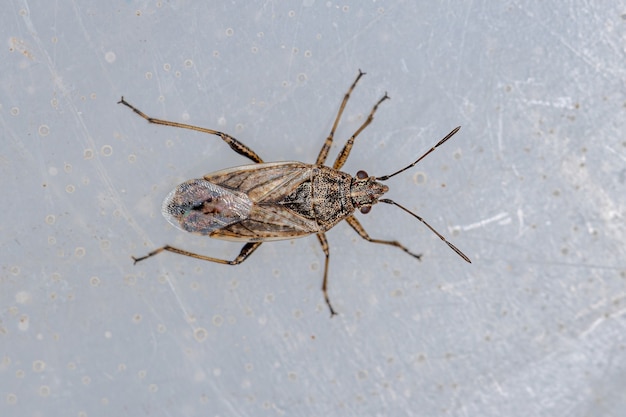 Premium Photo | Adult seed bug of the family lygaeidae