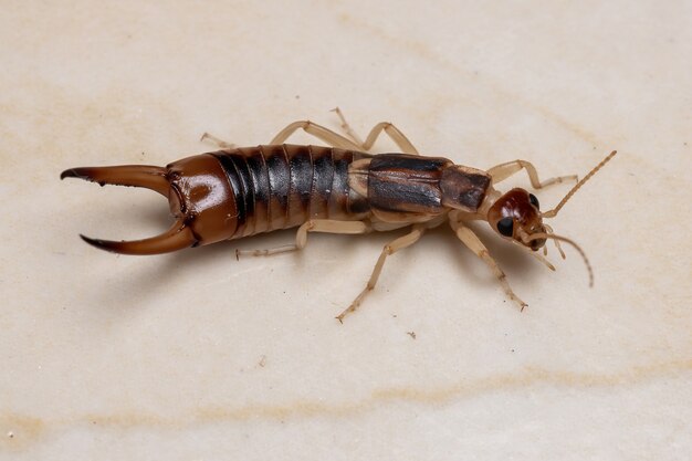 Premium Photo | Adult shore earwig of the species labidura riparia