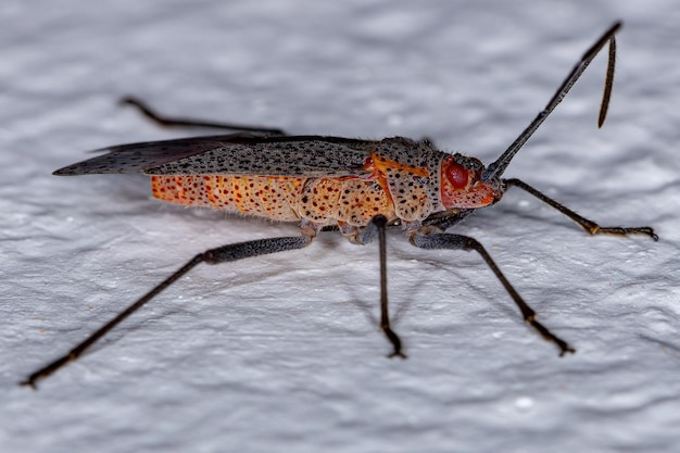 Premium Photo Adult Soapberry Bug Of The Genus Jadera