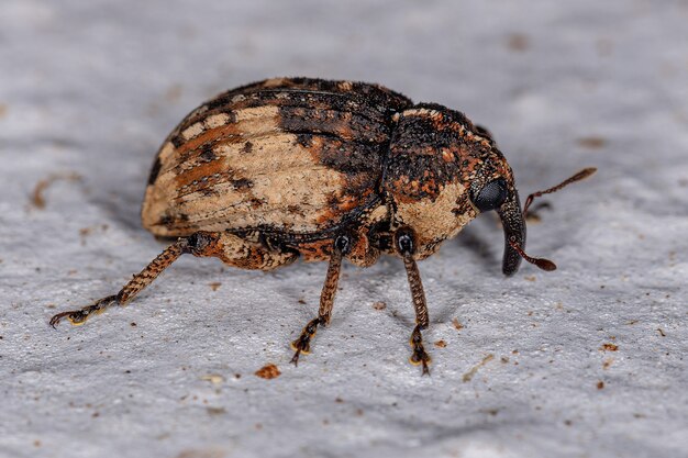 Premium Photo | Adult True Weevil Of The Family Curculionidae