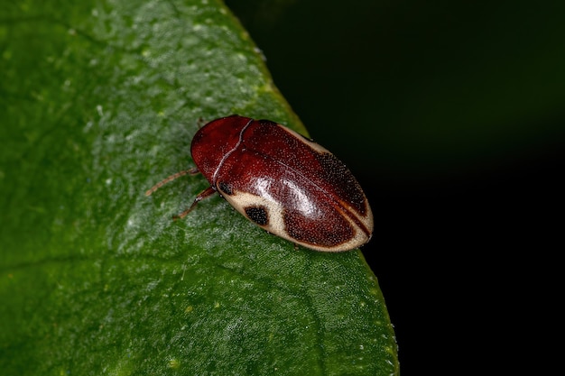 Premium Photo | Adult turtle beetle of the species chelonarium ornatum