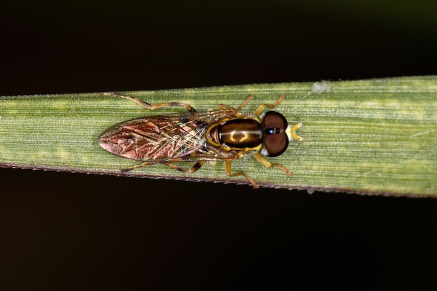 Premium Photo | Adult typical hover fly of the subfamily syrphinae