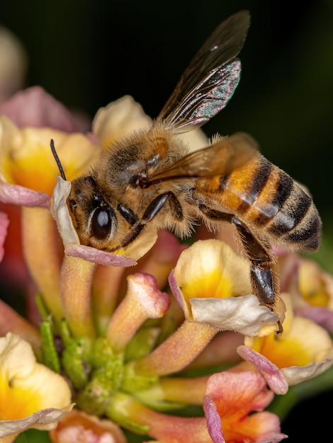 Premium Photo | Adult western honey bee of the species apis mellifera ...