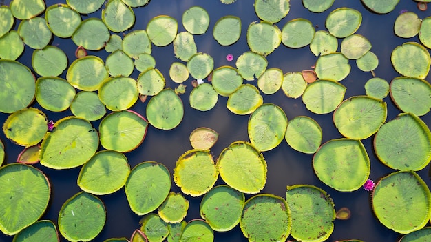 Aerial photo top view of victoria water lilies Premium Photo