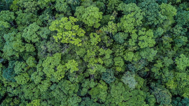 Premium Photo | Aerial top view forest, texture of forest view from above