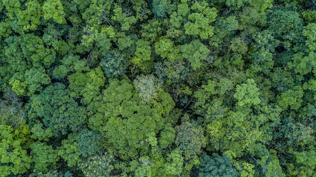 Premium Photo | Aerial top view forest