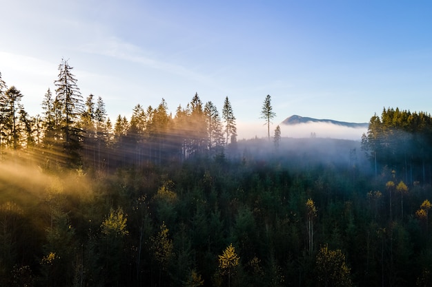 Premium Photo | Aerial view of dark green pine trees in spruce forest ...