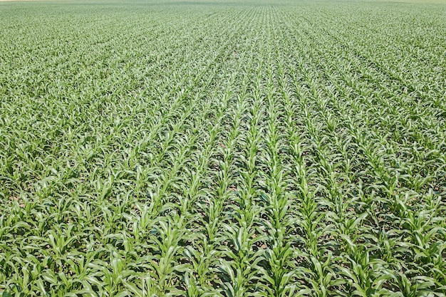 Premium Photo Aerial View Of A Green Corn Field Corn Aerial