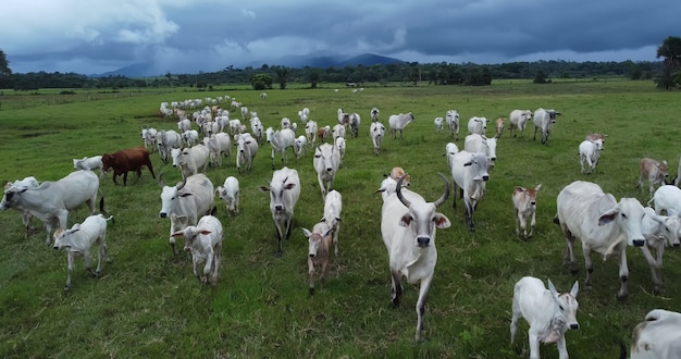 Premium Photo  Aerial view of herd nelore cattel on green pasture 