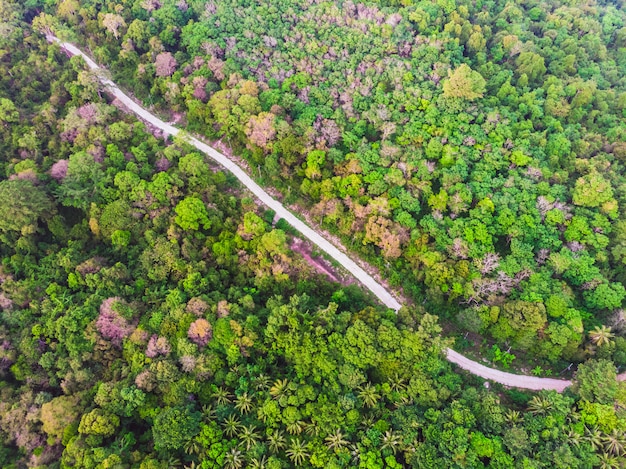 道路のある森の緑の木の航空写真 プレミアム写真