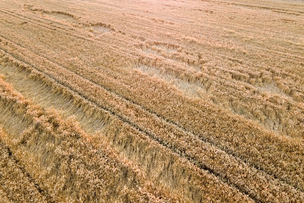 Premium Photo | Aerial view of ripe farm field ready for harvesting ...