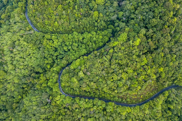 Premium Photo | Aerial view the road through the forest.