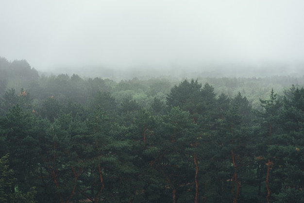 Premium Photo Aerial View Of Summer Green Trees In Forest In