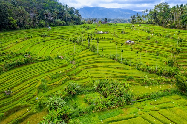 Aerial view of terraced rice fields bali, indonesia Free Photo