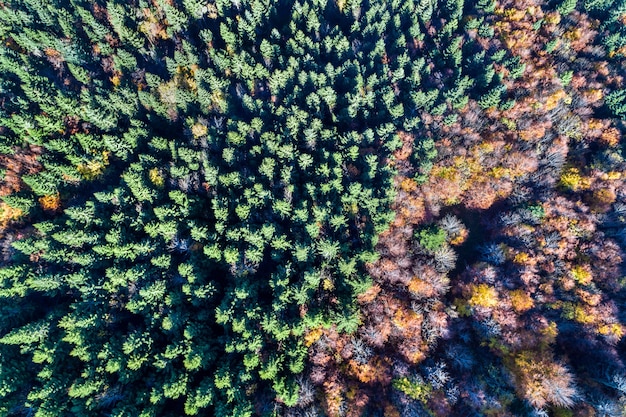 Premium Photo | Aerial view of trees in the vosges mountains in autumn ...