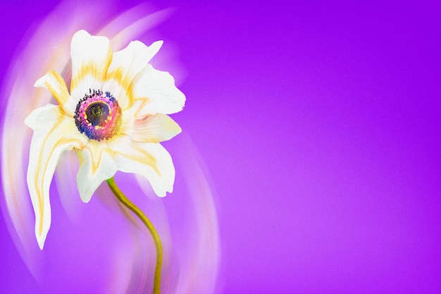 美的背景紫色の壁紙 白いアネモネの花トリッピー抽象的なデザイン 無料の写真