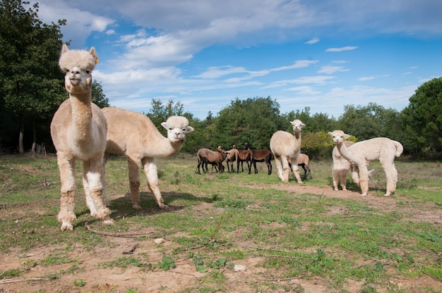 Premium Photo | African alpaca camelid kamerun-schafe chocolare vicugna