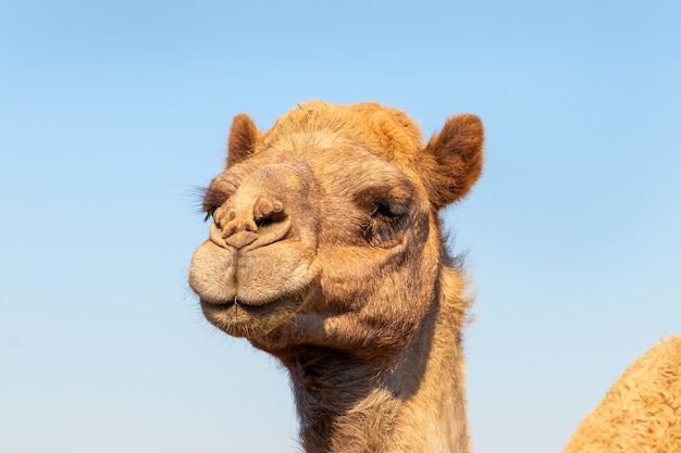 Premium Photo | African camel in the namib desert. funny close up ...