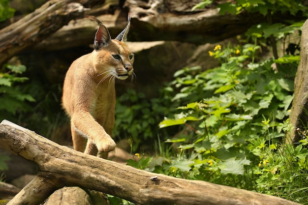 Premium Photo | African caracal cat in the nature habitat