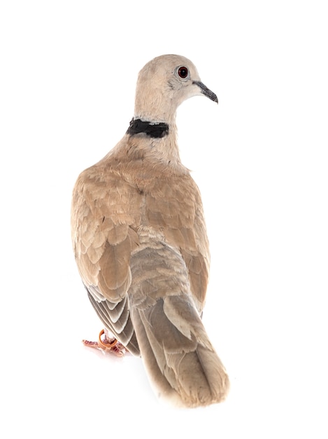 Premium Photo | African collared dove in front of white wall