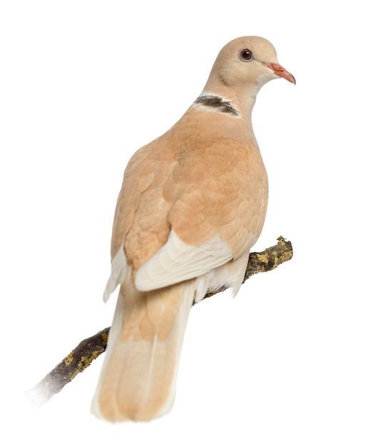 Premium Photo | African collared dove perched on his branch, isolated ...