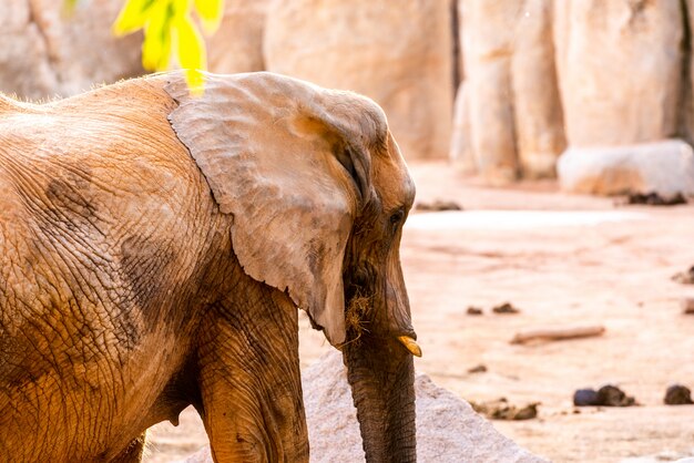 African Elephant Walking Through A Zoo And Smiling Photo