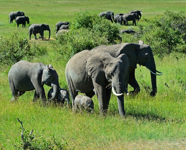 Premium Photo | African elephants in their natural habitat. kenya. africa.