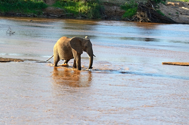 Premium Photo | African elephants in their natural habitat. kenya