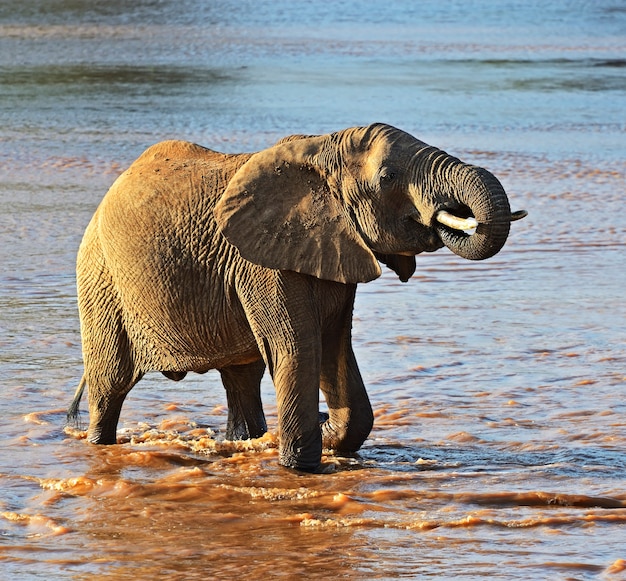 Premium Photo | African elephants in their natural habitat. kenya