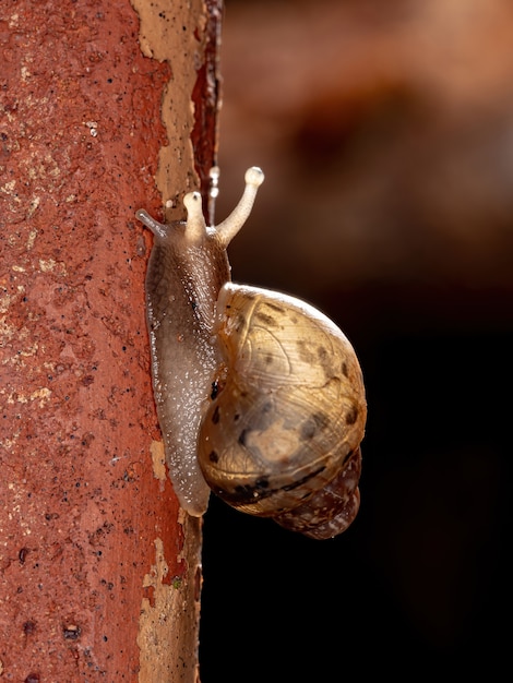 Premium Photo | African giant snail of the species lissachatina fulica