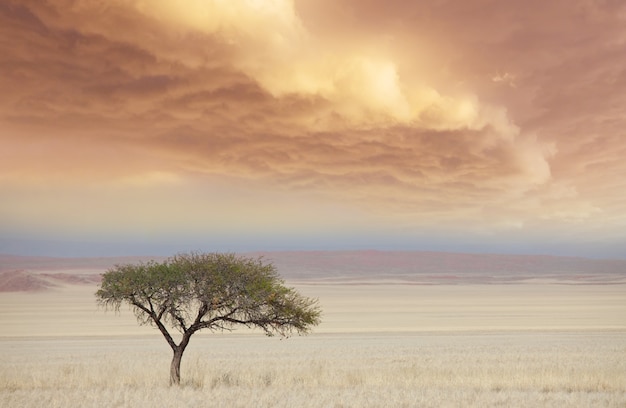 Premium Photo | African landscapes- alone tree in deserted savannah