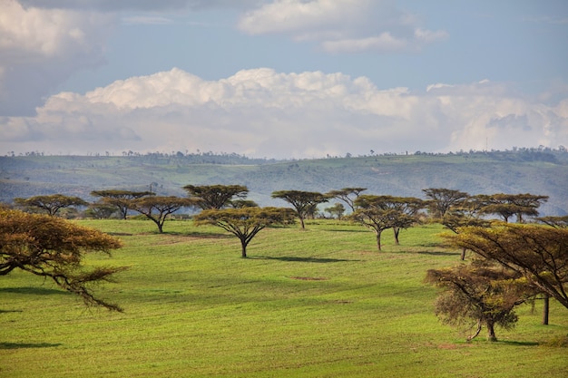 Premium Photo | African landscapes -hot yellow bush, trees and blue sky ...