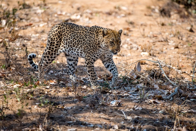 Free Photo | African leopard preparing to hunt a prey in a field under