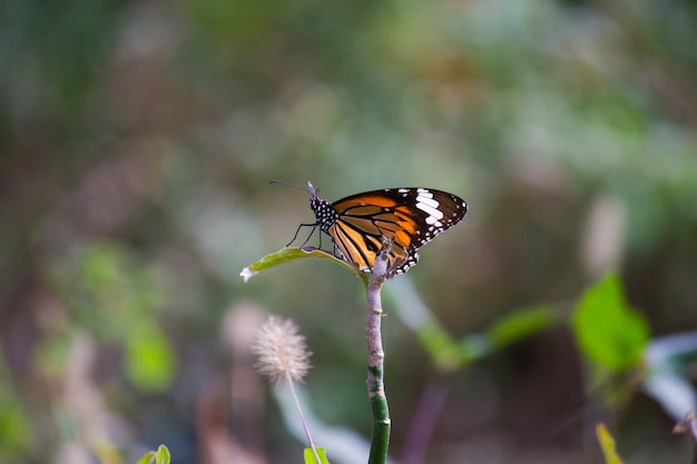 Premium Photo | African monarch butterfly