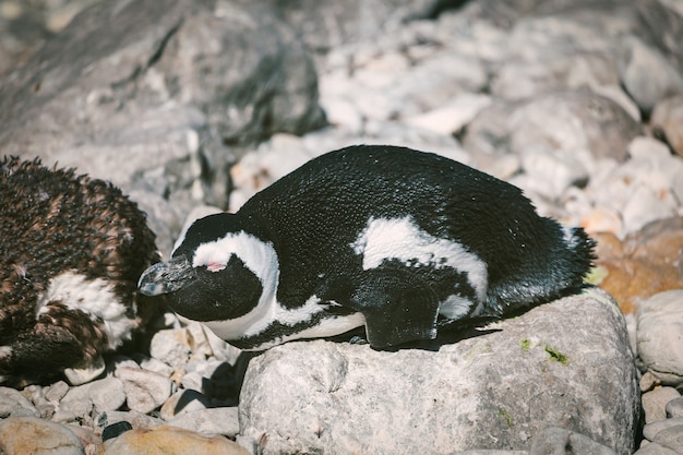 Premium Photo | African penguin relaxing on the rock in south africa