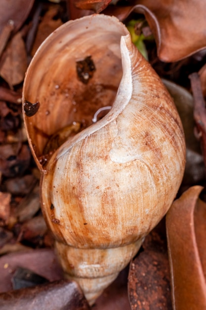 Premium Photo African Snail Achatina Fulica Is A Gastropod Mollusk