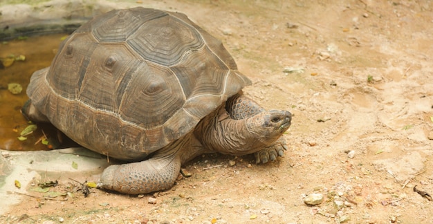 Premium Photo | African spurred tortoise (sulcata tortoise) inhabits ...