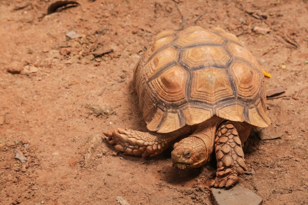 Premium Photo | African spurred tortoise (sulcata tortoise) inhabits ...