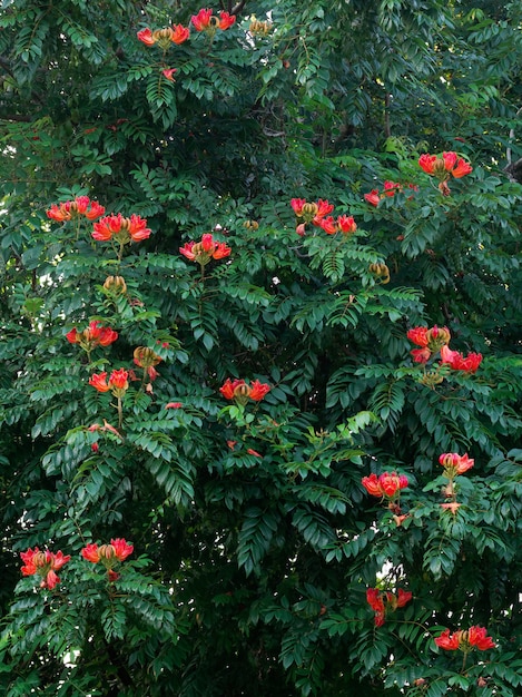 アフリカのチューリップツリー Spathodea Campanulata 木に赤い花が咲きます ドミニカ共和国 プレミアム写真